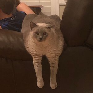 Meet your Posher, Layla